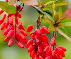 Ab 5.- fr 5 SAMEN Berberitze (Berberis vulgaris) Epinette