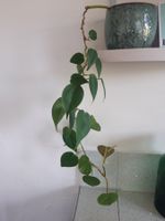 Zimmerpflanze Pflanze Efeutute Philodendron ohne Topf