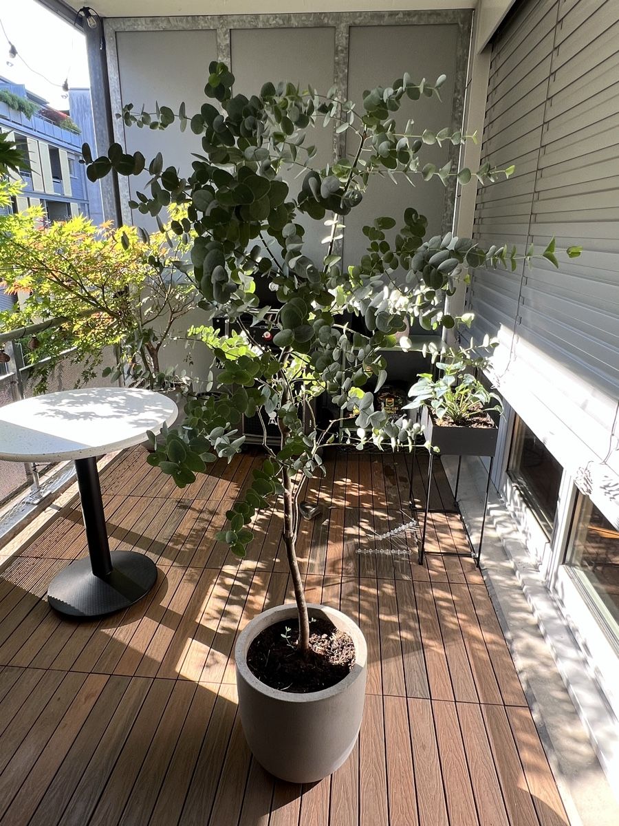 Piante & sementi: Eukalyptus Baum im Topf – Usato da Zürich venduto da Mariesieger 4