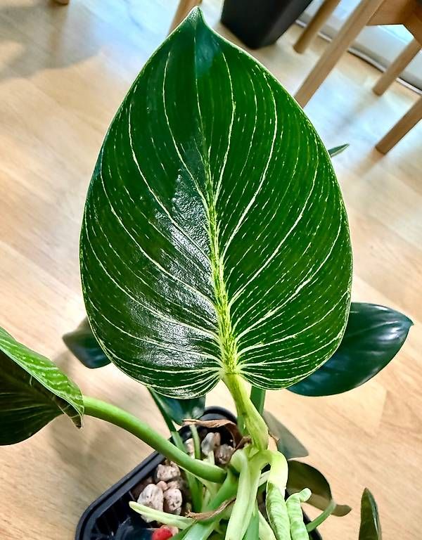 Piante & sementi: Philodendron Birkin White Wave, Selbstbewässerer, 50cm – Usato da Aadorf venduto da Arkabraa 1