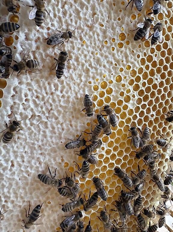 Cibi & Specialità: Honig aus eigener Imkerei – Nuovo e nell'imballaggio originale da Ruswil venduto da Schaulin1 3