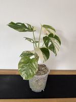 🌱Monstera deliciosa Variegata🌱 Nr. 9