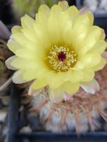 Kakteen, Pflanze, Notocactus schlosserii, Blüte gelb