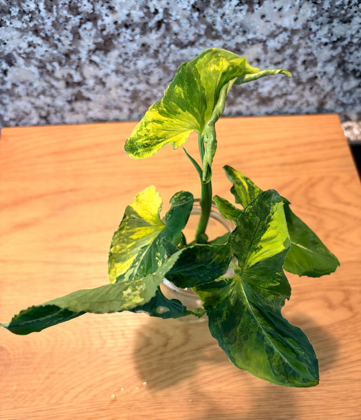 Plantes & graines: Syngonium Scrambled Egg – D'occasion à Kaiseraugst par dka_b97z 1