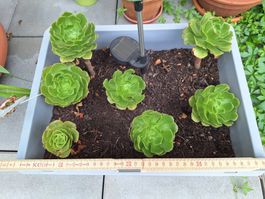 7 Stück Sukkulente Aeonium arboreum in Kiste