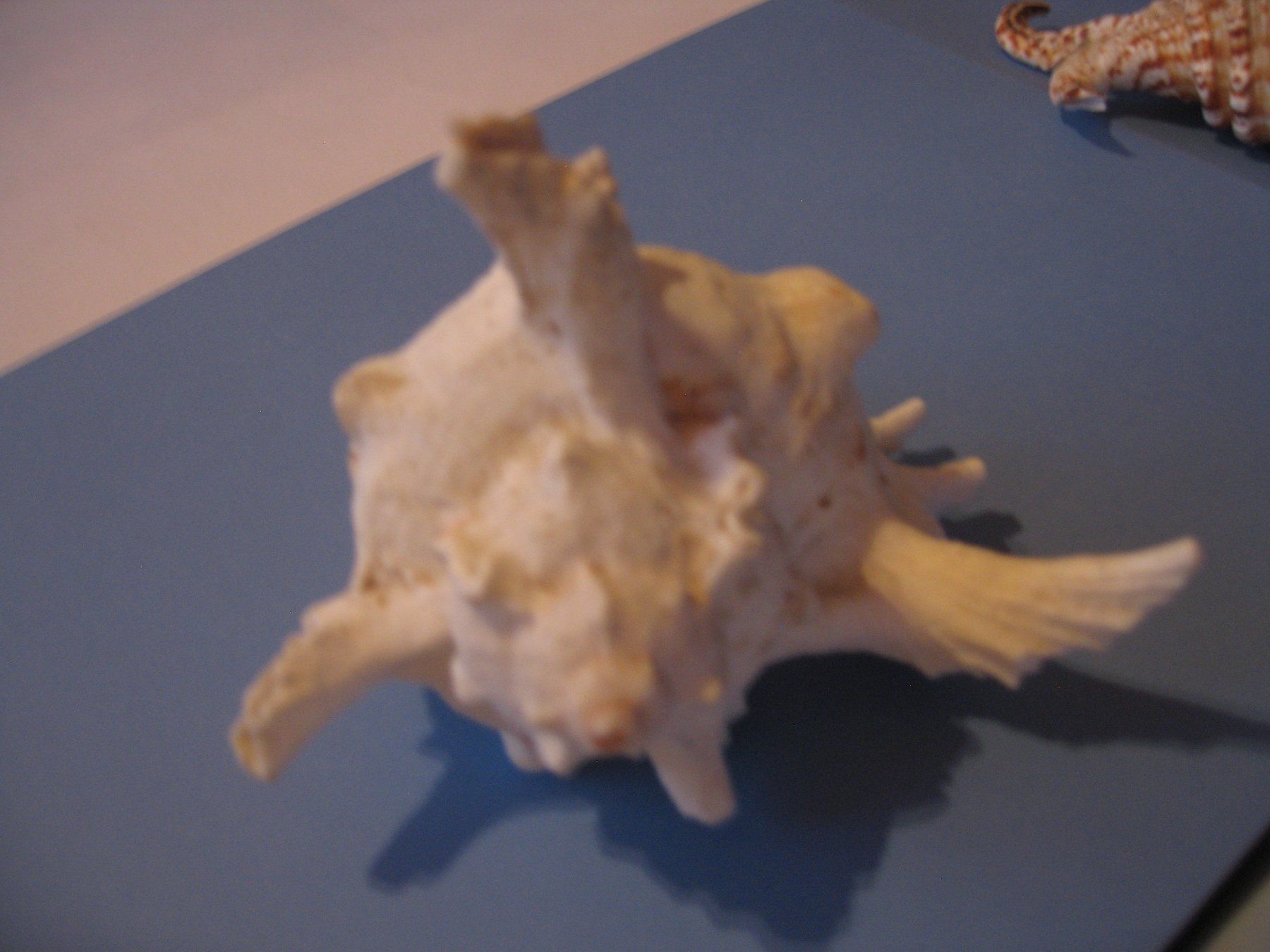 Fossili: Muscheln von 1939 – Usato da Thun venduto da ade_h6qs 3
