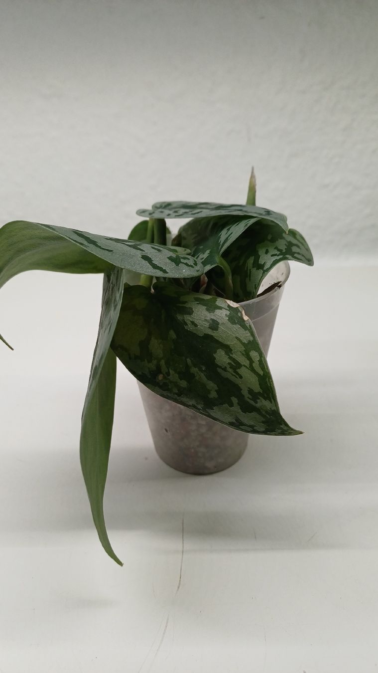 Piante & sementi: Monstera, Alocasia and Scindapsus – Usato da Bern venduto da uwi_8t7x 3