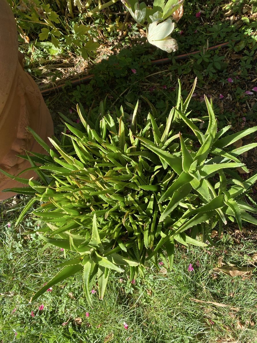 Pflanzen & Samen: Aloe Vera mit schönem Keramiktopf – Gebraucht aus Hünenberg von a.u.849 2