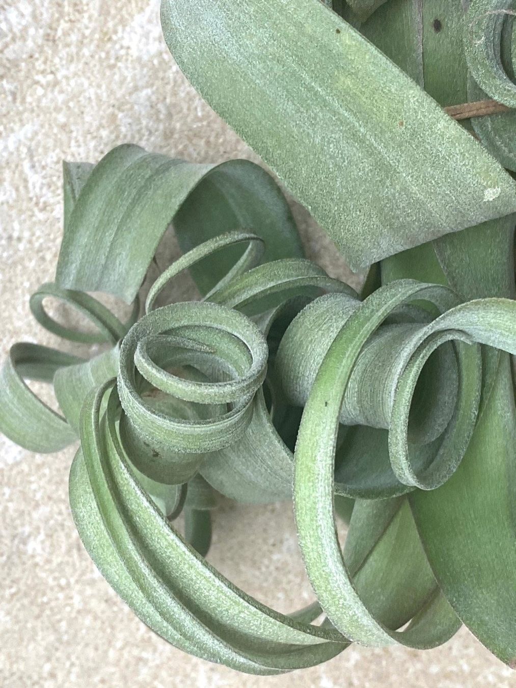 Piante & sementi: Tillandsia Curly Slim - Mutter- mit Tochterpflanze – Nuovo e nell'imballaggio originale da Adliswil venduto da astom369 2