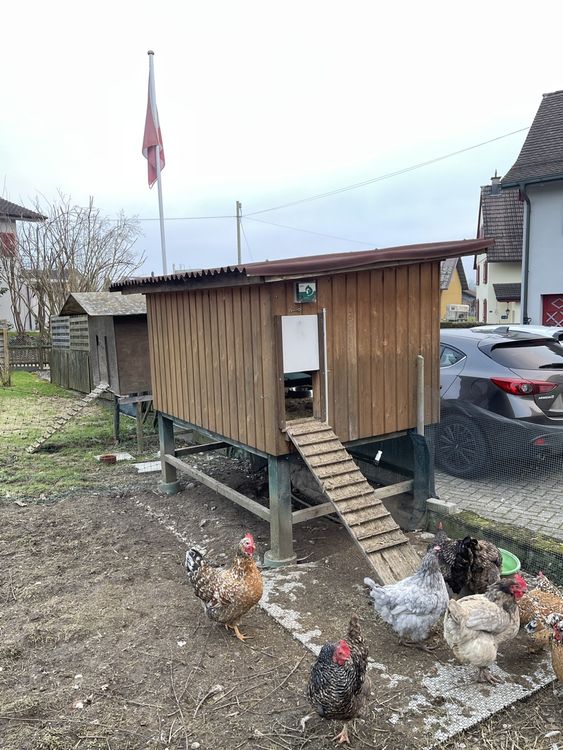 Huhnerstall Isoliert Kaufen