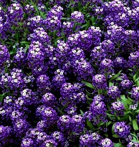 Pflanzen & Samen: 50 SAMEN STEINKRAUT ALYSSUM "VIOLET QUEEN" – Neu und originalverpackt aus Rovio von POSITIFFARTandPLANTS 4