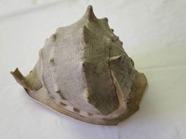 Riesige Muschel / Meereschnecke  ca.25 cm