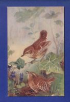 OISEAU - Roitelet