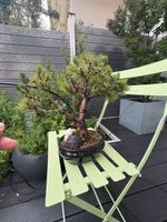 Bonsai in schwarzer Bonsaischale