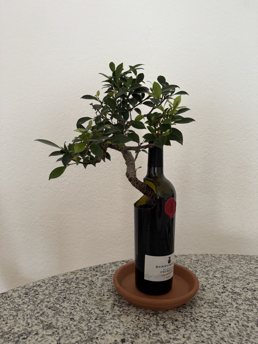 Piante & sementi: Ficus Bonsai in Weinflasche mit Untersetzer – Usato da Rümlang venduto da Gruseh.ch 5