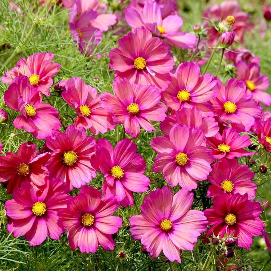 Piante & sementi: 30 Samen Cosmea XSENIA Schmuckkörbchen – Nuovo (secondo la descrizione) da Ehrendingen venduto da VerveinaSamen 4