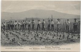 Landwirtschaft/Weinbau/Reben/Culture de la vigne Vaud 1910