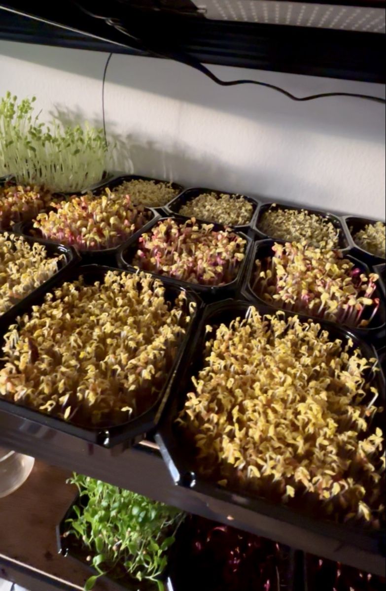 Pflanzen & Samen: Keimlinge/Microgreens Grenchen – Neu (gemäss Beschreibung) aus Grenchen von mar_hhk8 2