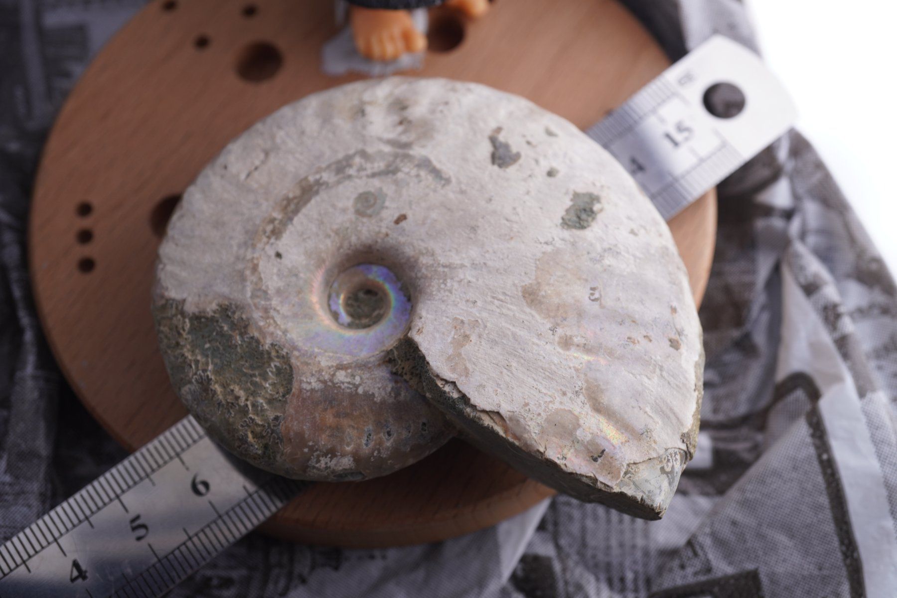 Mineralien & Heilsteine: Ammonit  Opalisiert   Wunderschön  ca  75mm – Neu und originalverpackt aus Eschenbach SG von topstone 5