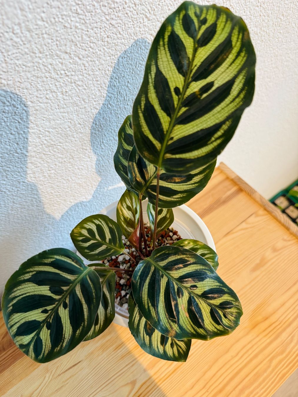 Piante & sementi: Calathea Makoyana (Nr. 5) – Usato da Wald ZH venduto da 2kndPlant 1