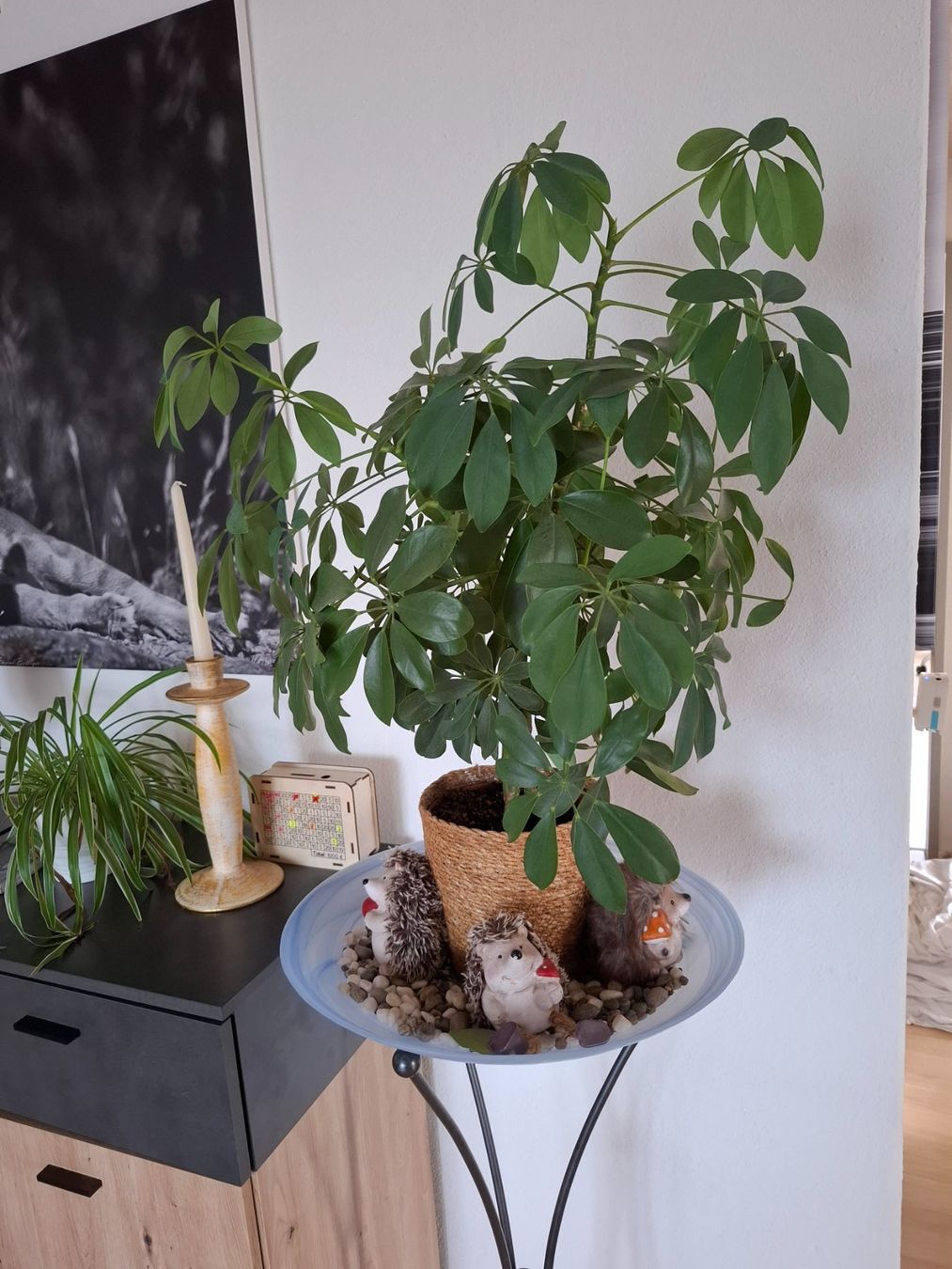 Piante & sementi: Schefflera Pflanze – Usato da Oberhelfenschwil venduto da Buffy1980