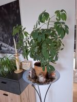Schefflera Pflanze