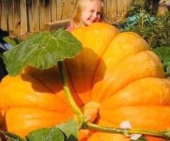 RARE: 10 KERNE/SAMEN KURBIS  🎃XXL  „ATLANTIC GIANT”‪