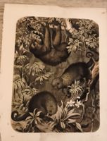 Gravure ancienne animaux foret tropicale état d'occasion