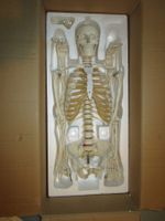 Skelett  Anatomiemodell  Physio, Deko  NEU