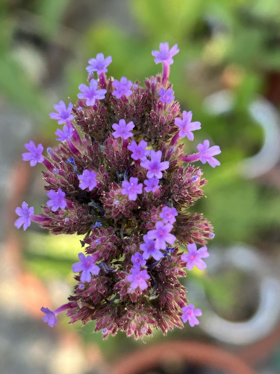 Plantes & graines: VERBENA - EISENKRAUT – Neuf (Voir description) à Buchs AG par fischli610