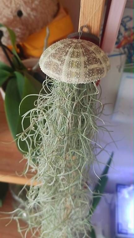 Piante & sementi: Luftpflanze Tillandsia usneoides mit Seeigel 2 – Nuovo e nell'imballaggio originale da Ebnat-Kappel venduto da Zearara 3