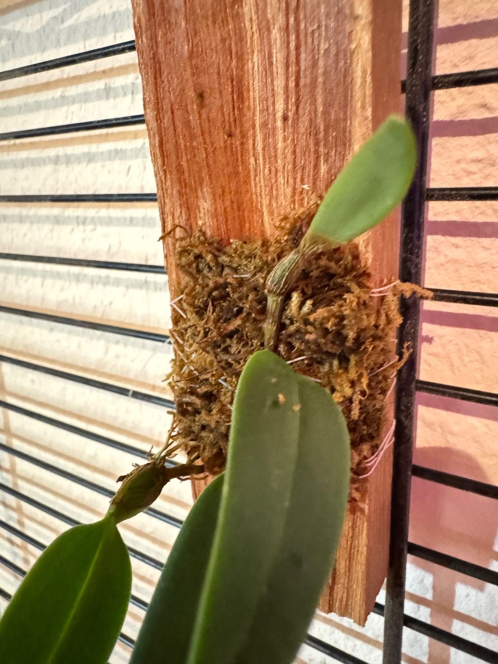 Plantes & graines: Bulbophyllum lasiochilum – D'occasion à Männedorf par mrclst 2