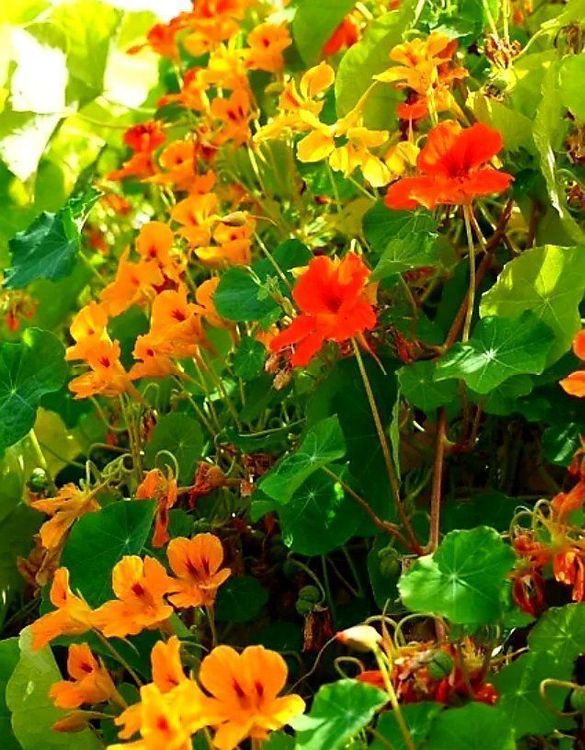 Ab 1.- fr 3 Samen Kapuzinerkresse MIX “TROPOAEOLUM MAJUS” (Neu und ...