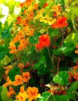 10 Samen Kapuzinerkresse MIX “TROPOAEOLUM MAJUS” 10 Graines