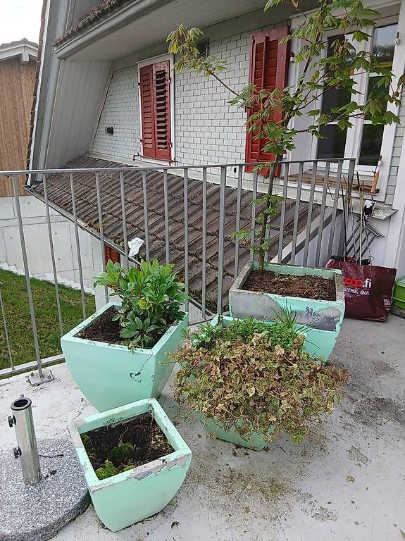 Vasi per fiori: 4 Blumentöpfe mit Inhalt zu verschenken – Usato da Eich venduto da snobilicat
