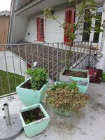 4 Blumentöpfe mit Inhalt zu verschenken