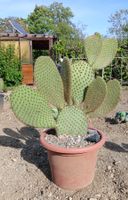 Schöne grosse gepflegte Opuntia Scheeri