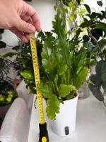 Asplenium nidus, bird’s nest fern in hydroponics