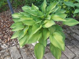Gr. 2 farbige Hosta, Funkie