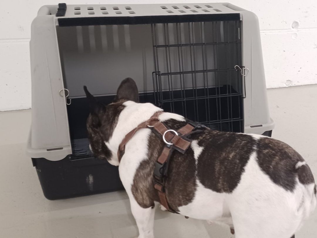 Gabbie, trasporto & Sicurezza: Gut erhaltene Transportbox für Hunde oder Katzen. – Usato da Luzern venduto da spyro-gyra 3
