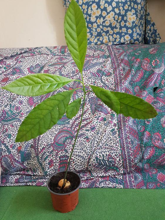 Avocado Pflanze Kaufen auf Ricardo