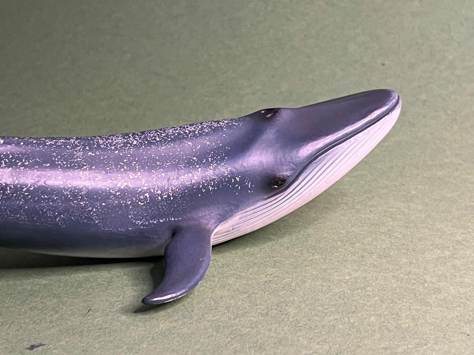 Schleich Statuette: Schleich 14696 Blauwal Wal Wassertier Seetier – Usato da Ennetbaden venduto da mapa05 5