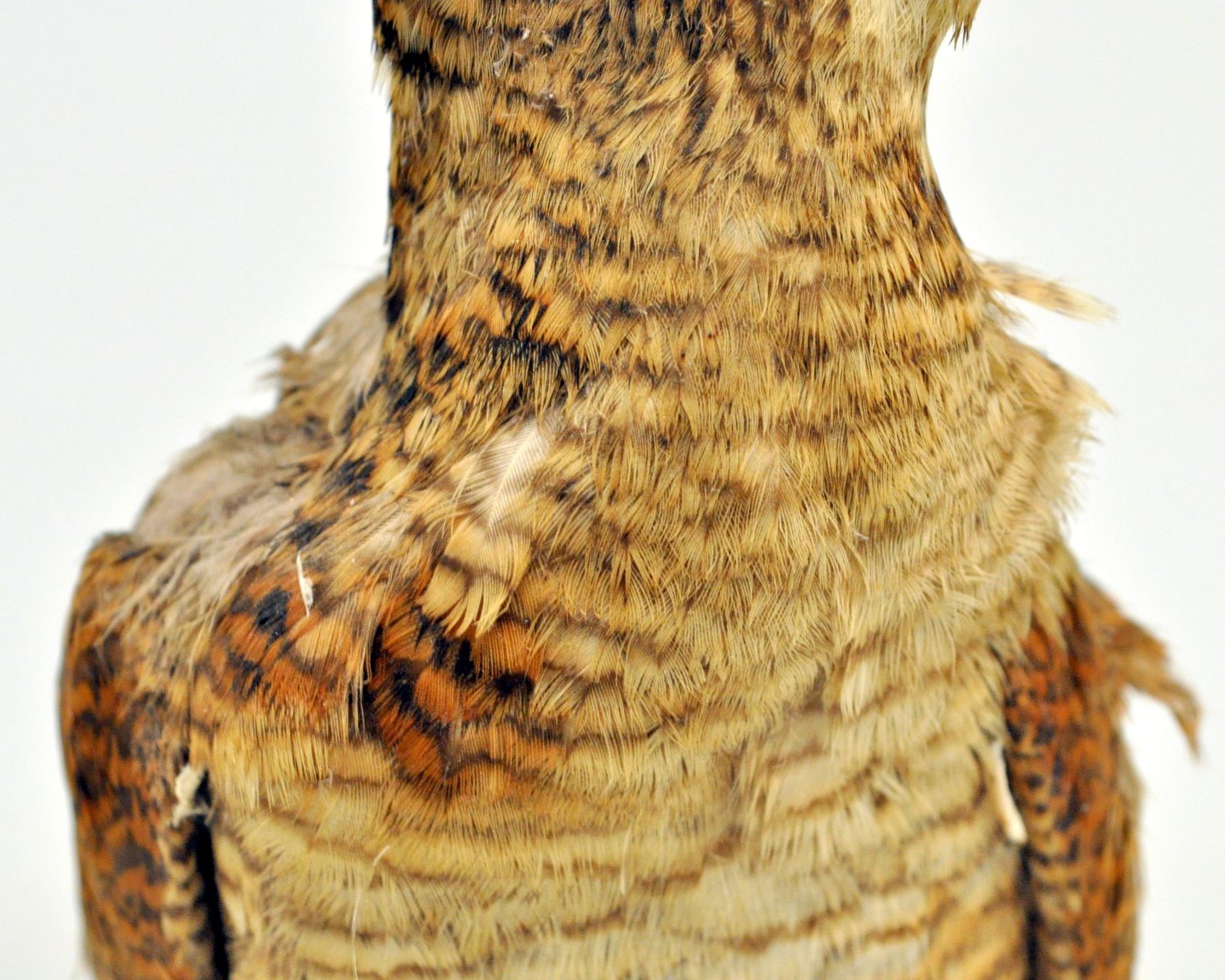Il mondo degli animali: Bécasse des bois naturalisée – Usato da Neuchâtel venduto da Neuchatel 9