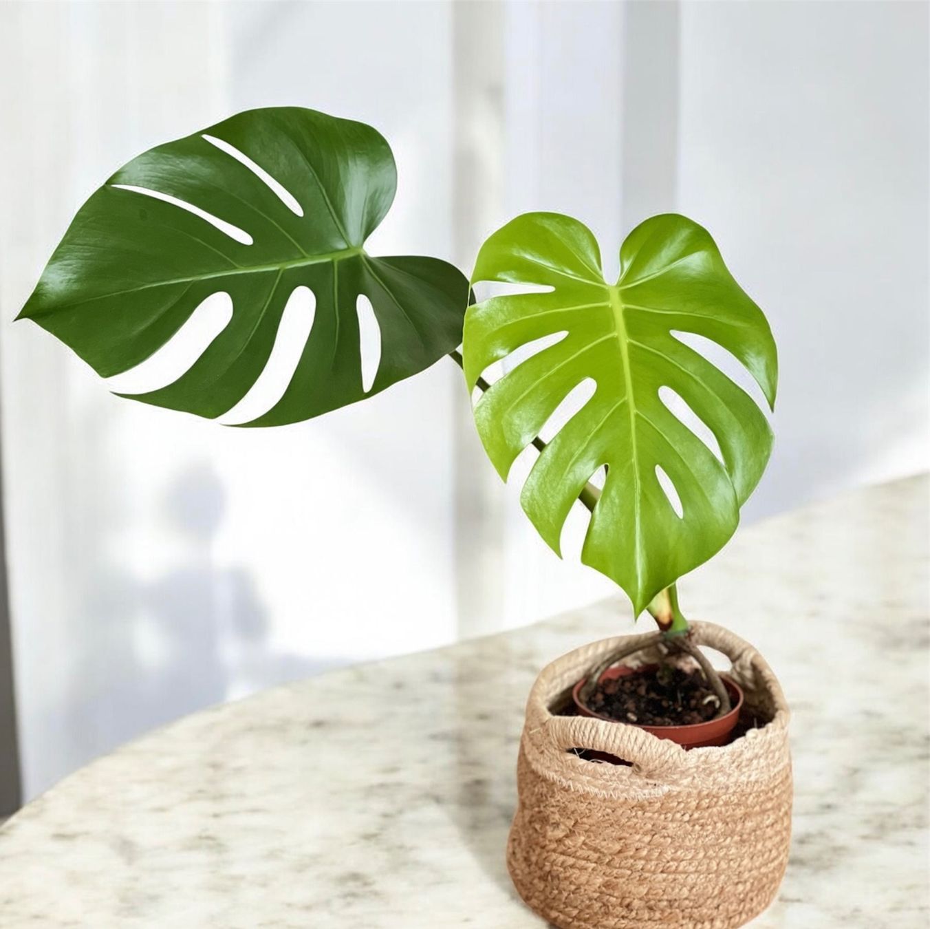 Plantes & graines: Monstera Deliciosa – D'occasion à Glattpark(Opfikon) par ste_n99y