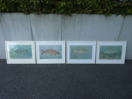 4 Fischbilder gerahmt U. Woi 1981 1982 guter Zustand