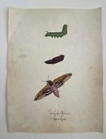 Schmetterling Buch lose Orig. Aquarell/Gouache 19.h 32x24cm