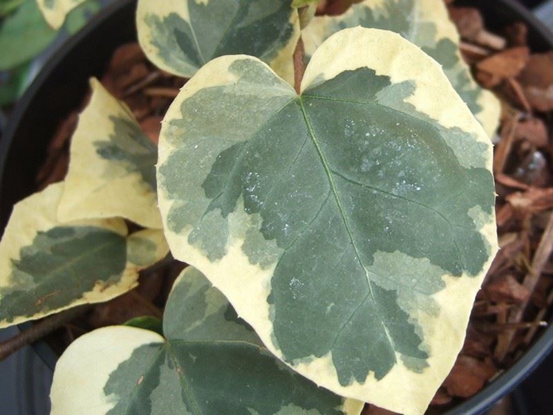 Piante & sementi: Lierre de Colchide 'Dentata Var.' RARE – Nuovo (secondo la descrizione) da Bremblens venduto da FIBONACCI369
