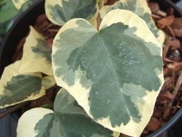 Lierre de Colchide 'Dentata Var.' RARE