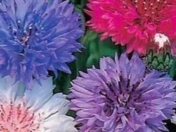50 Samen  Flockenblume MIX 50 Graines Centaurée Fiordaliso