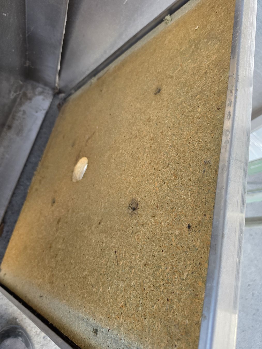 Piatti di portata: Edelstahlplatte mit Bohrungen – Usato da Wuppenau venduto da Gastro.Wuppenau 4